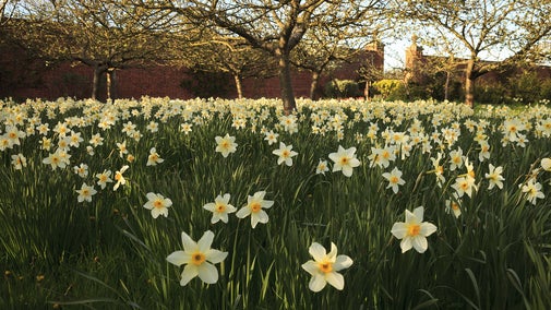 Daffodils growing in the Walled Garden at Wimpole Estate, Cambridgeshire.